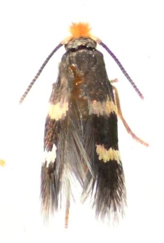 Stigmella ceanothi