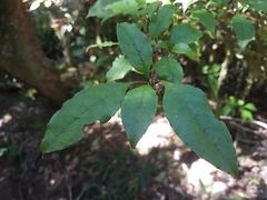 Coprosma tenuifolia