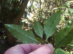 Coprosma tenuifolia