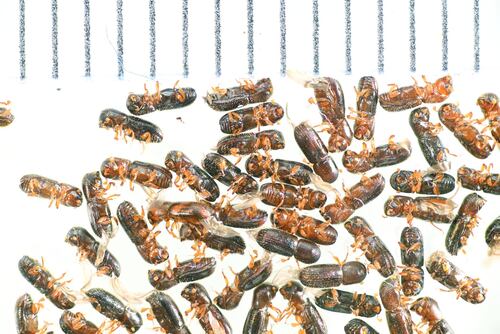 Keyhole Ambrosia Beetle photo 4