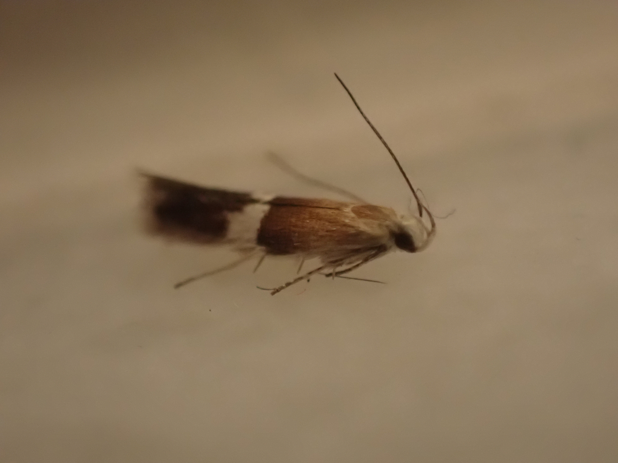 Aproaerema polychromella