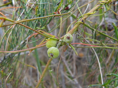 Cassytha pubescens