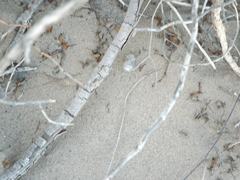 Dasymutilla gloriosa