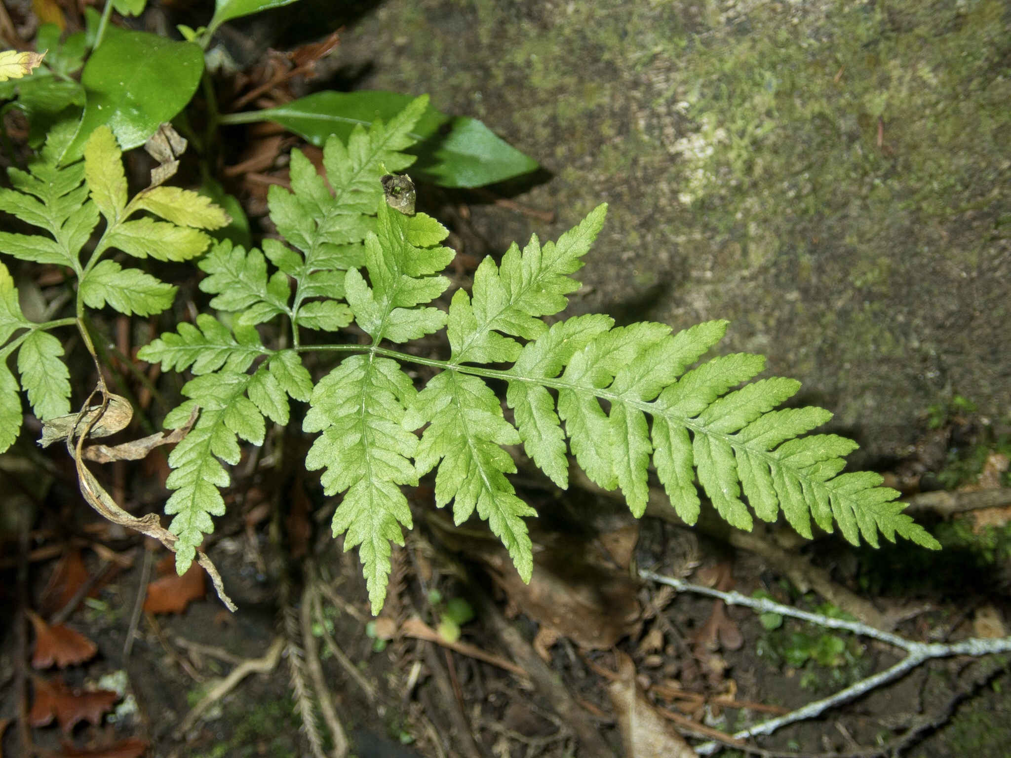 Pteris tremula image