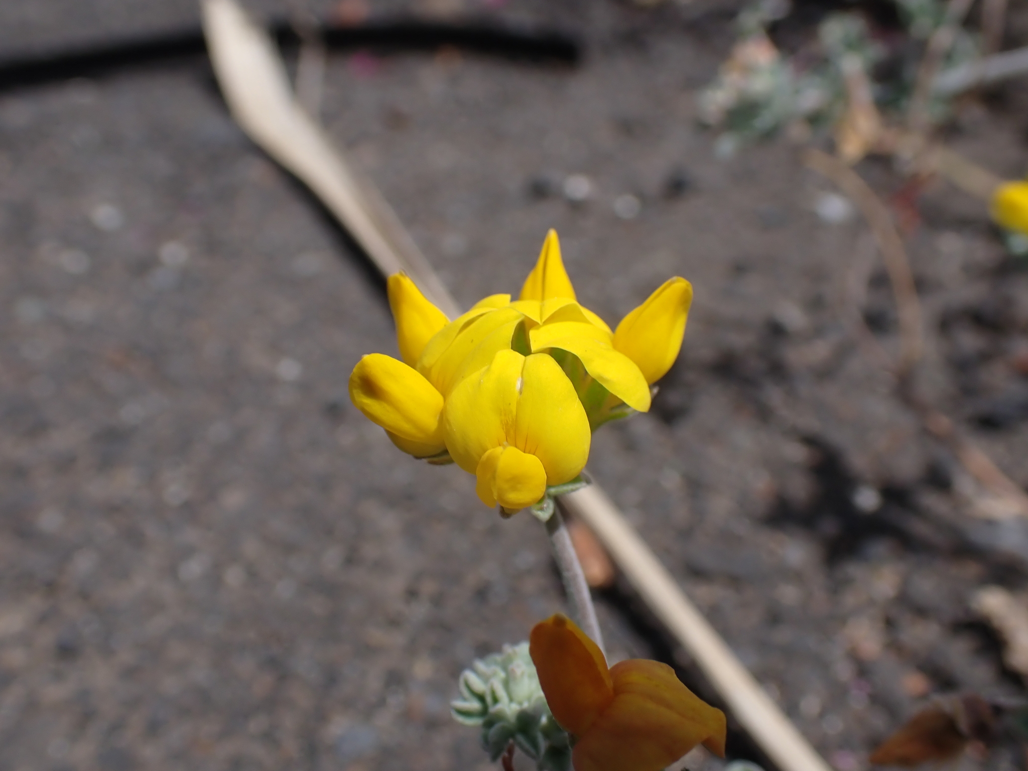 Lotus lancerottensis