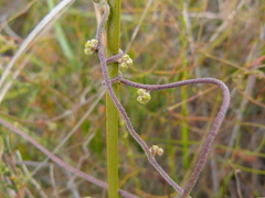Cassytha pubescens