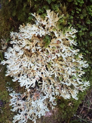 Pseudocyphellaria homoeophylla