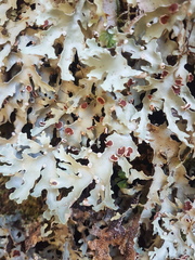 Pseudocyphellaria homoeophylla