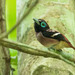 Visayan Broadbill - Photo (c) hdmiller, some rights reserved (CC BY-NC)