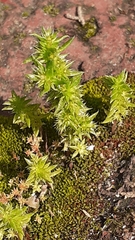 Crassula campestris