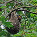 Philippine Colugo - Photo (c) hdmiller, some rights reserved (CC BY-NC)