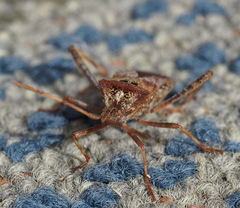 Leptoglossus occidentalis