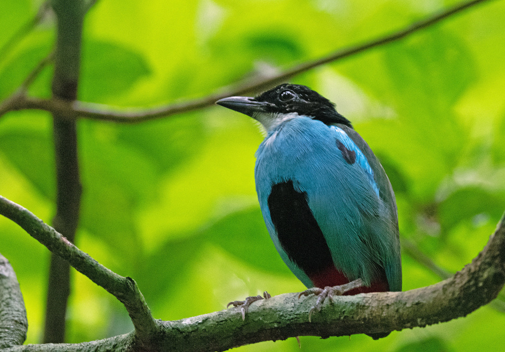 Azure-breasted Pitta (Pitta steerii) photo