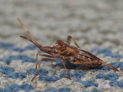 Leptoglossus occidentalis