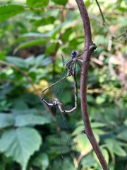 Chalcolestes viridis