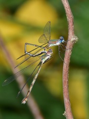 Chalcolestes viridis