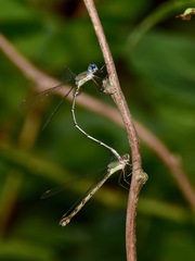 Chalcolestes viridis