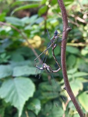 Chalcolestes viridis