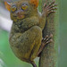 Philippine Tarsier - Photo (c) hdmiller, some rights reserved (CC BY-NC)