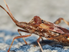 Leptoglossus occidentalis