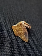 Telamonanthe pulchella