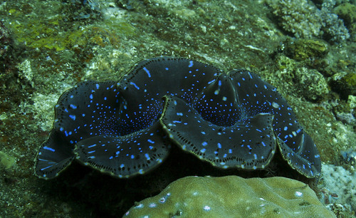 Giant Clam