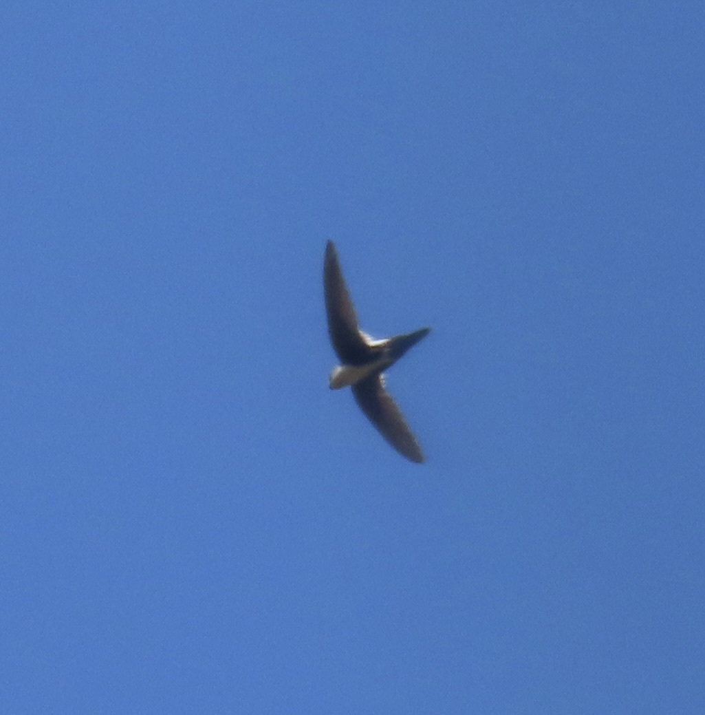 Aeronautes saxatalis (Woodhouse, 1853)