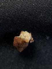 Telamonanthe pulchella