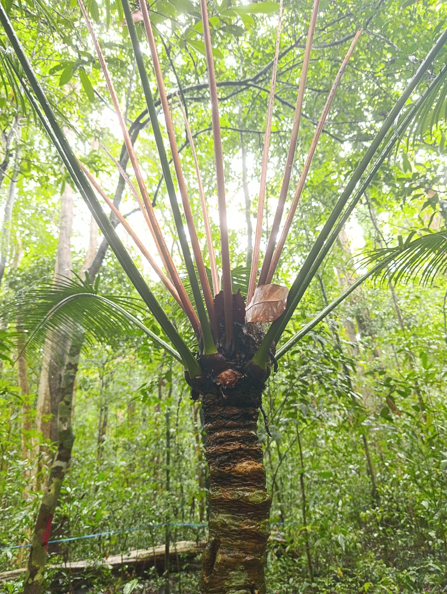 Cycas inermis — ảnh 2