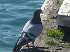 Columba livia domestica