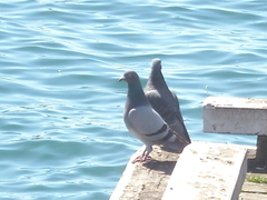 Columba livia domestica