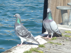 Columba livia domestica