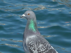 Columba livia domestica
