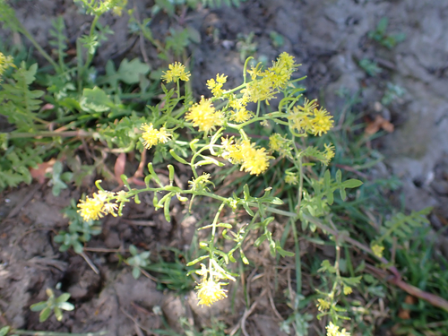 Rorippa curvisiliqua iNat (3)