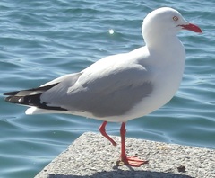 Chroicocephalus novaehollandiae