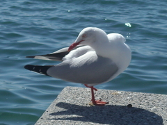 Chroicocephalus novaehollandiae