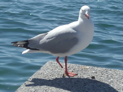 Chroicocephalus novaehollandiae