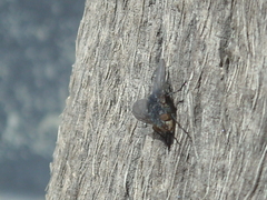 Diptera