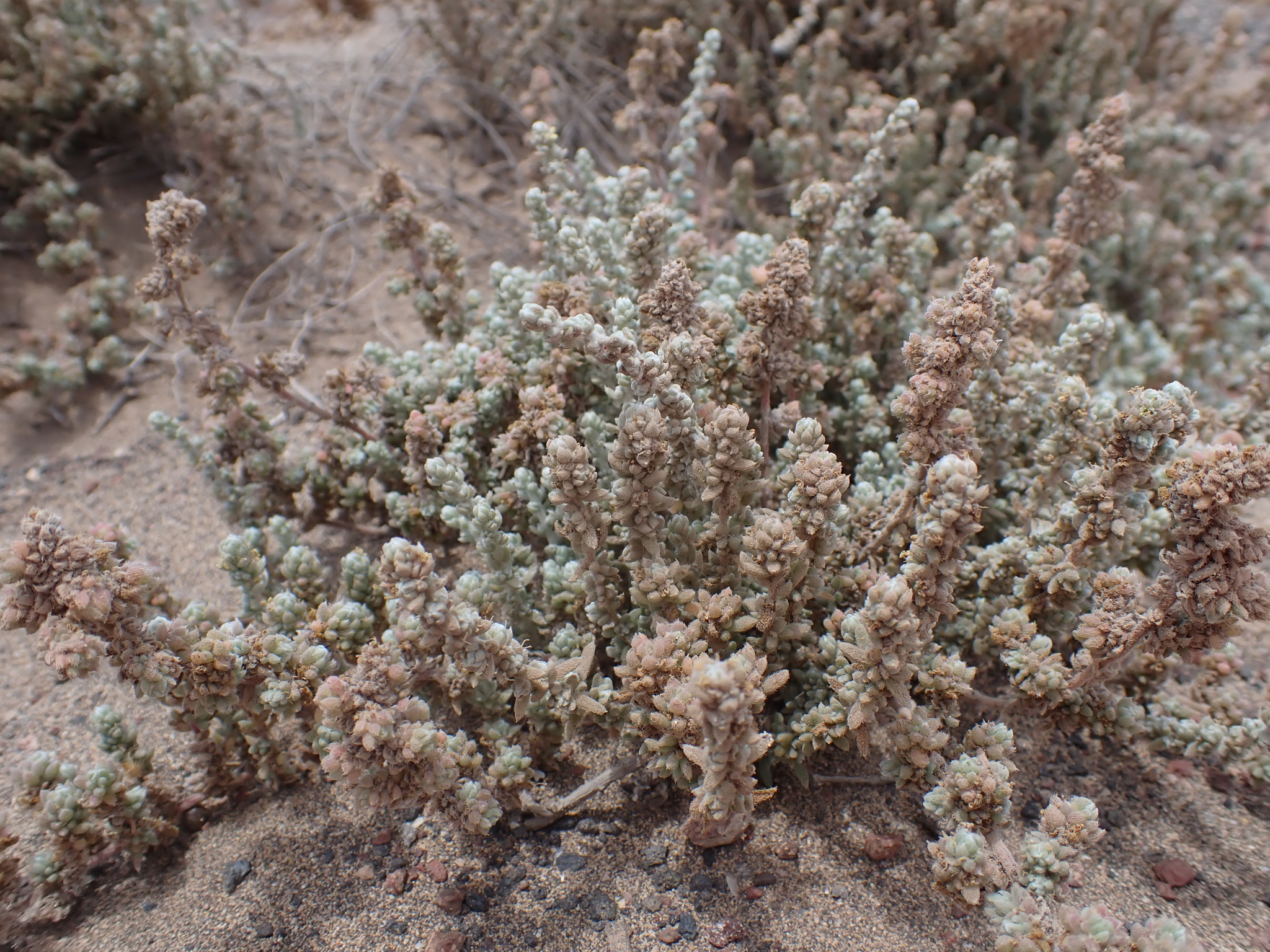 Bassia tomentosa