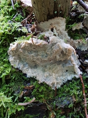 Phlebia centrifuga