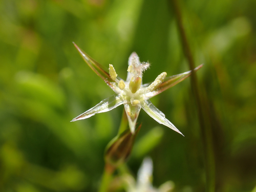 Juncus bufonius iNat (1)