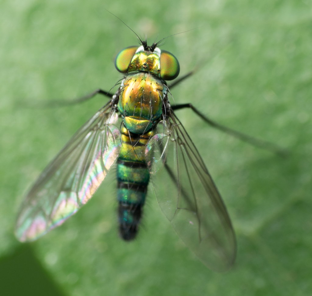 Long-legged fly