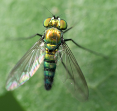 Long-legged fly