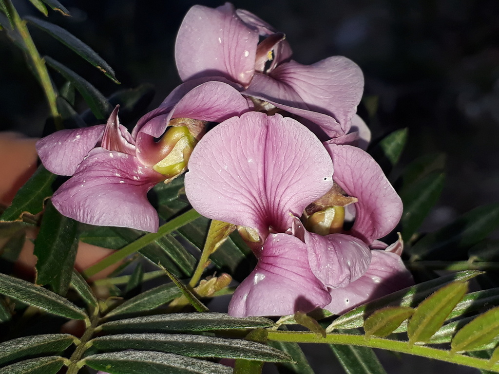 Podalyrieae