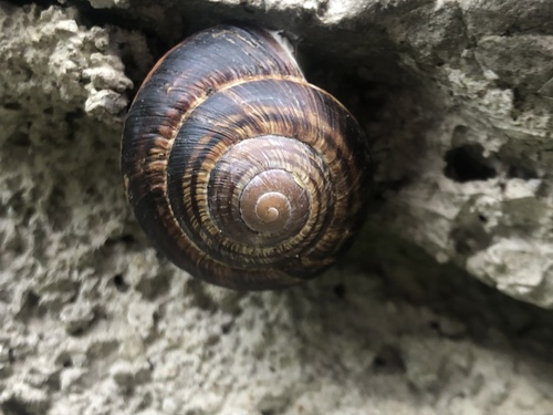 Helix lucorum