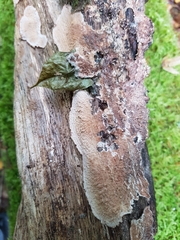 Phlebia rufa
