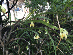 Carmichaelia williamsii