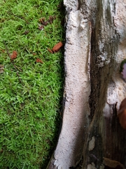 Phlebia rufa