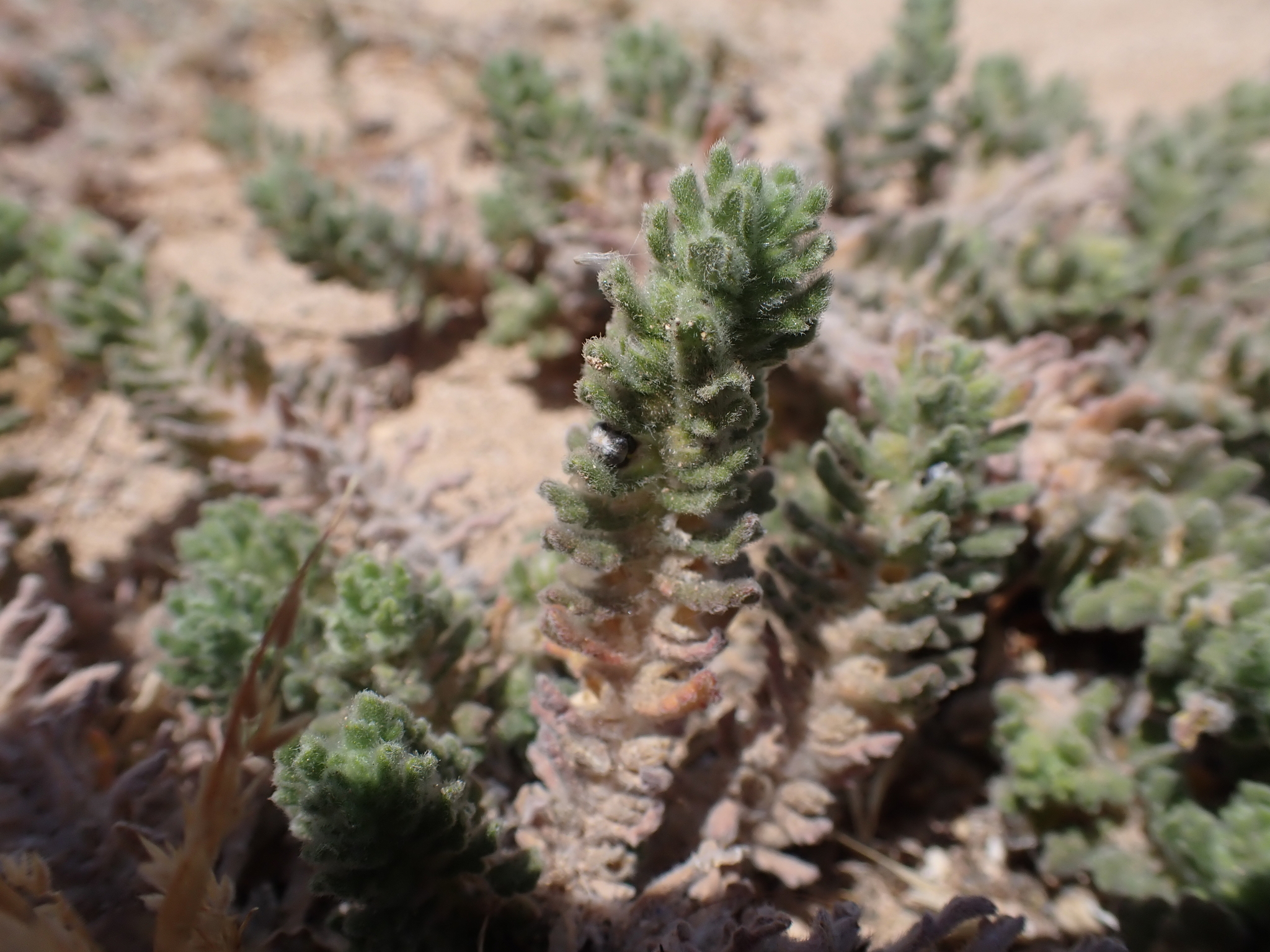 Ajuga iva