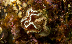 Sycozoa cerebriformis